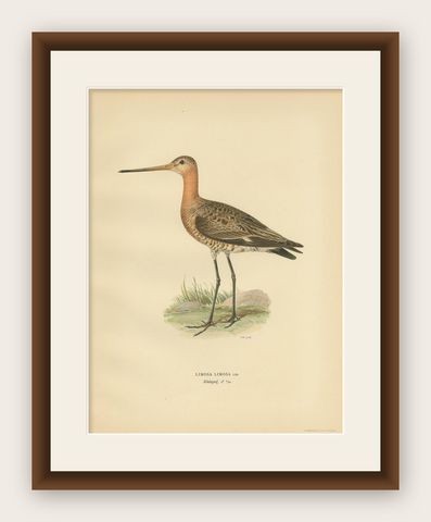 Antique Bird Print of the Black-Tailed Godwit by Von Wright, '1929', shown framed