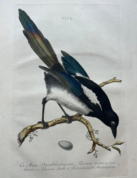 Magpie (Pica), Antique Ornithological Print with Dutch Text, Nozeman, 1770–1829, view 6