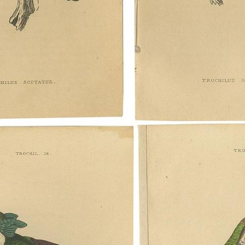 Set of 8 Antique Bird Prints, Violet-Tufted Hummingbird, by Jardine '1837', close-up 2