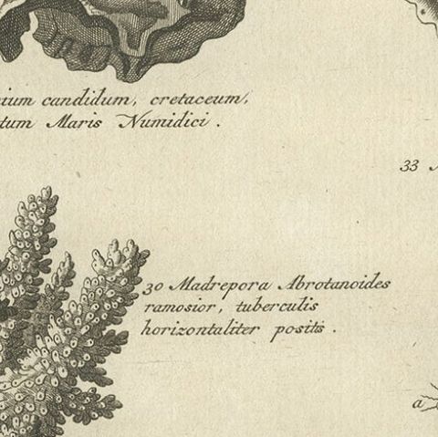 Decorative Antique Engraving of Stone Corals, 1773, close-up 3