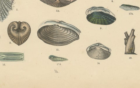 Shells & Bivalves Print: Mussels, Oysters, Scallops, Clams, Antique 1867, close-up 2