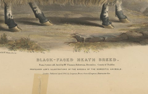 Lithograph of a Ram of the Black-Faced Heath Breed or Scottish Blackface, 1841, close-up 2