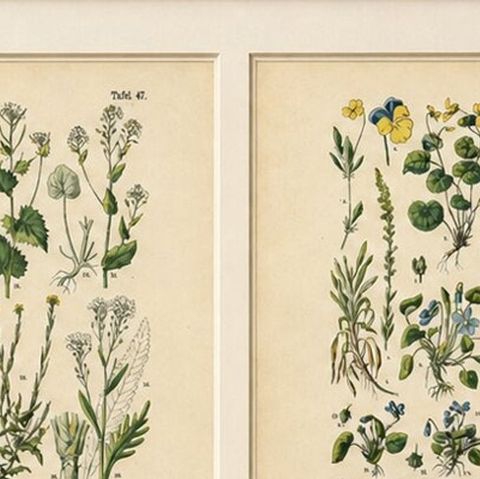 German Wildflower Botanical Plates, Chromolithographs, Stuttgart circa 1890, close-up 1