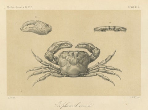 Antique Scientific Print of Lacraud’s Freshwater Crab, Sumatra, 1887, close-up 1