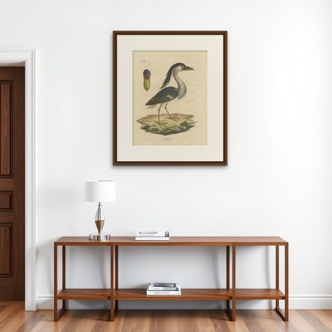 Antique Bird Print of the Boat-Billed Heron by Goldfuss, circa 1824, shown framed on a wall