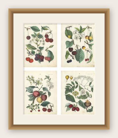 Antique Cherry Botanical Chromolithographs, Set of Four, Calwer 1854, shown framed