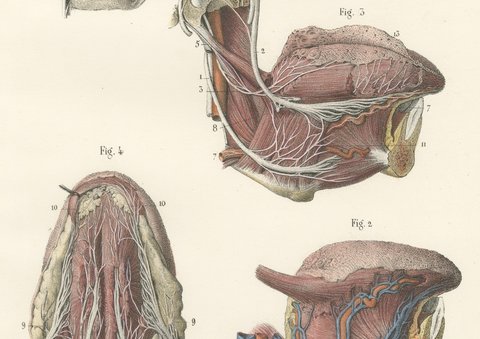 Vessels and Nerves of the Tongue, Antique Hirschfeld Anatomy Print, 1866, view 4