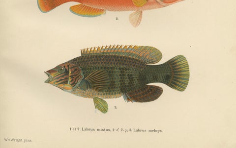 Colorful Wrasse Duo and Corkwing - Vibrant 19th Century Fish Lithograph, close-up 5