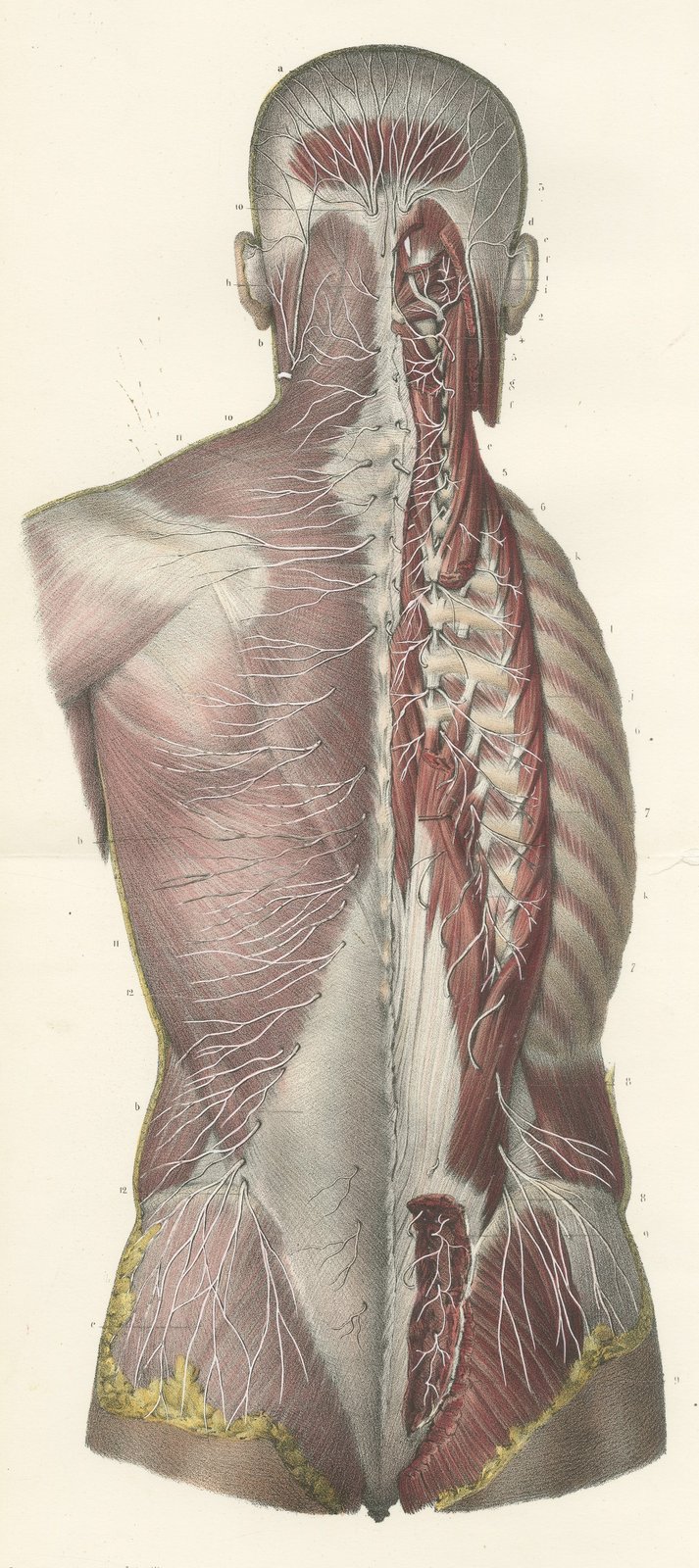 Nerves of the Whole Back, Hirschfeld Double Folding Plate, 1866