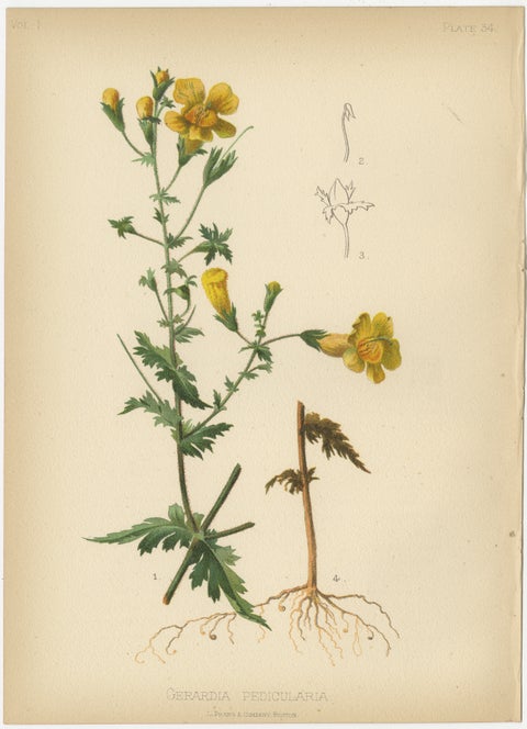 Native US Flora - Two Original Botanical Chromolithograps, 1879, view 2