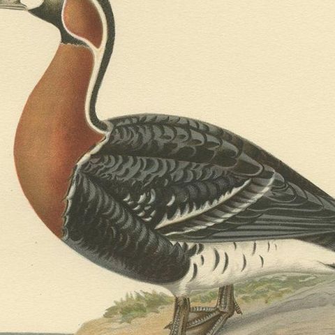 Antique Bird Print of the Red-Breasted Goose by Von Wright '1929', close-up 2