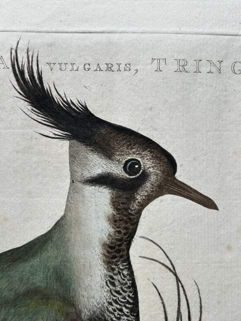 Northern Lapwing, Gavia vulgaris, Tringa vanellus, Nozeman & Sepp, 1770–1829, view 11