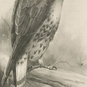 Three British Raptors: Buzzards and Adult Goshawk, 1908, close-up 1