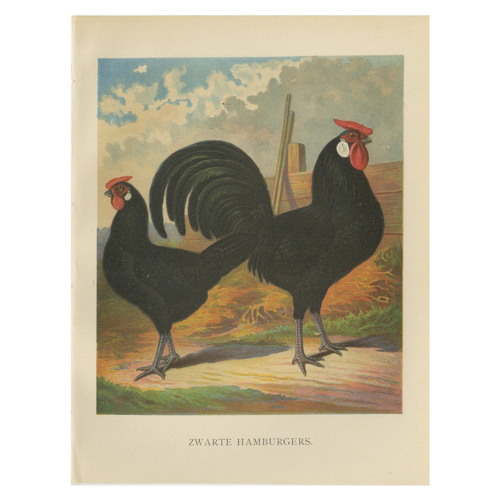 The Sleek Black Hamburg Chicken - A Rare 19th Century Poultry Lithograph