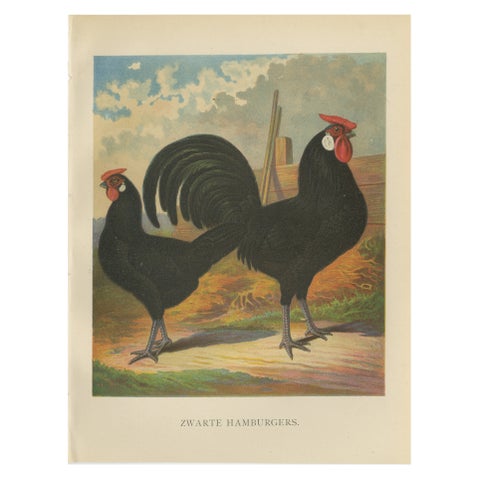 The Sleek Black Hamburg Chicken - A Rare 19th Century Poultry Lithograph