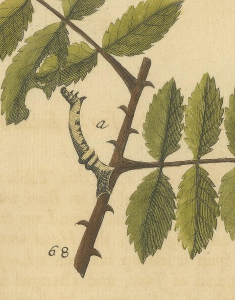 English Moths on Rowan & Hawthorn, Hand-Colored Insect Engraving, Albin 1720, view 4