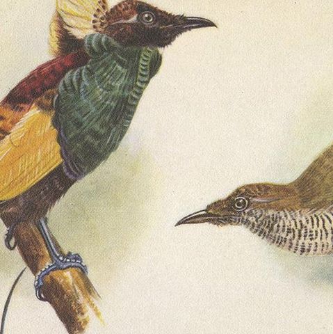 Antique Print of the Magnificent Bird of Paradise and the King Bird of Paradise, close-up 1