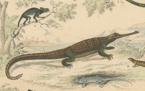 Crocodiles, Lizards & Reptiles Print: Alligator, Monitor, Iguana, Antique 1867, close-up 5