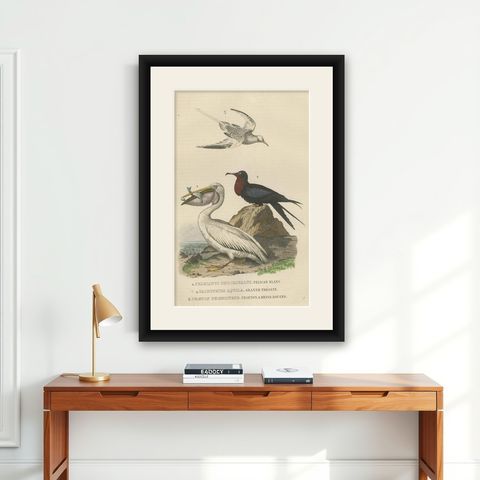 Hand-colored Print of a White Pelican, Frigate Bird and Red-Tailed Tropic Bird, shown framed on a wall