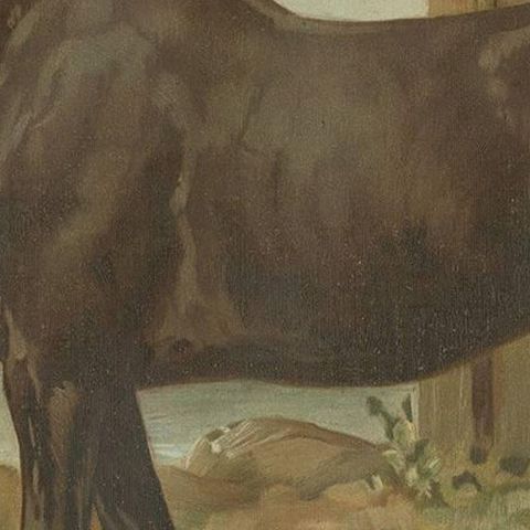 Original Antique Print of the Australian Horse by O. Eerelman, 1898, close-up 2