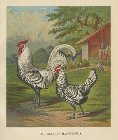 The Refined Silver Spangled Hamburg Chicken - A 19th Century Poultry Lithograph, close-up 5