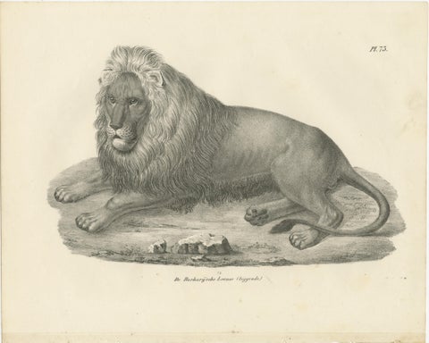 19th-Century Lithograph of the Barbary Lion in a Majestic Reclining Pose, view 2