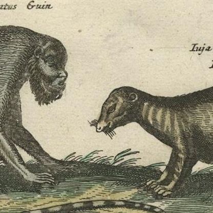 Antique Print of various Mammals Porcupine, Capybara, Otter, Monkey etc., 1657, close-up 3
