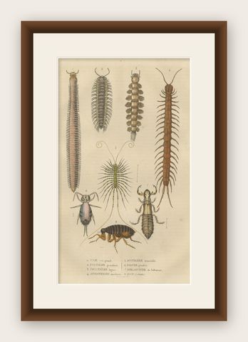 1845 Scientific Art: Handcolored Engraving of Marine Invertebrates and Insects, shown framed