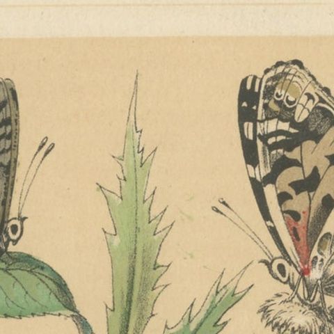 Antique Print of German Butterflies, circa 1890, close-up 1