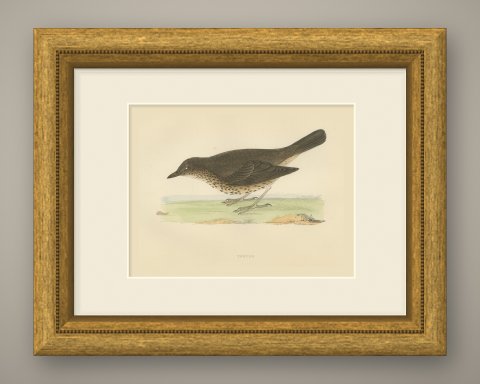 Thrush and Earthworm, Song Thrush Antique Bird Print, Morris, 1896, shown framed
