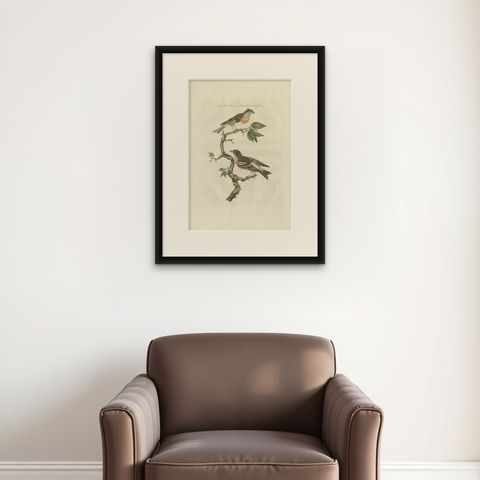 Antique Bird Print of the Brambling by Sepp & Nozeman, 1797, shown framed on a wall