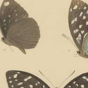 Victorian Butterfly Treasures: Captivating Hand-Colored Lithographs, 1878, close-up 1