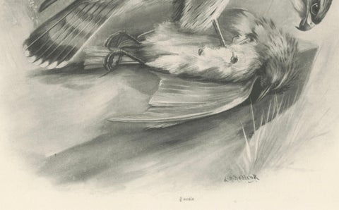 Antique Merlin Falcon with Prey Print by Lilian M. Medland, 1908, close-up 4