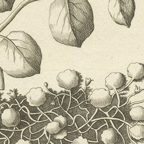 Antique Engraving of the Caper Bush and Other Plants, 1773, close-up 2