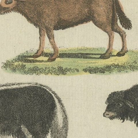 Antique Print of Sheep in Old Hand Coloring, Published in 1800, close-up 1