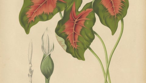 Heart of Jesus Caladium, Original Antique Botanical Print by van Nooten, c.1880, close-up 3