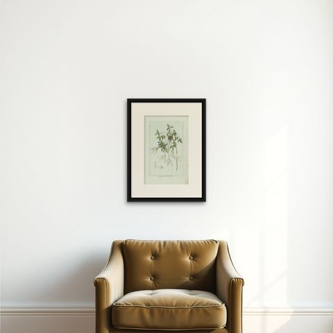 Antique Botany Print of a Clematis Species by Buchoz, circa 1785, shown framed on a wall