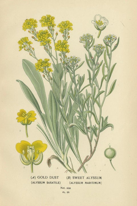 Verdant Vintage: A Triptych from Edward Step's Botanical Compendium, 1896, close-up 2