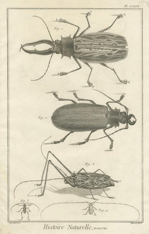 Pair of Antique Engravings of Beetles & Insects from Diderot’s Encyclopédie 1770, close-up 1