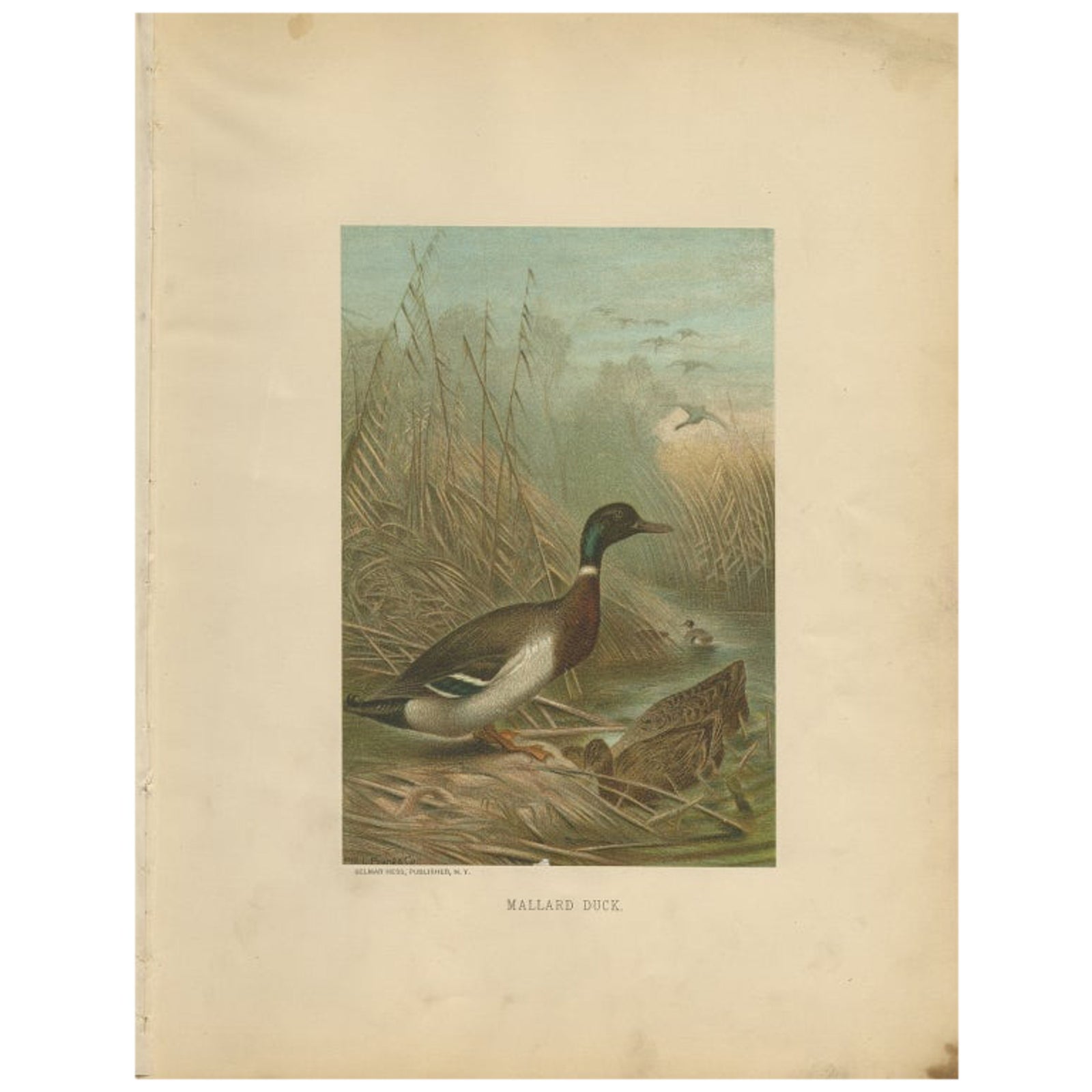 Antique Chromolithograph Print of Mallard Duck, 1898, Mounted