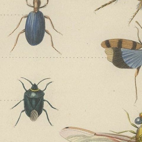 Antique Print of Various Insects, Published in 1854, close-up 3