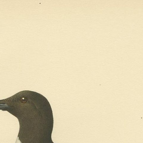 Antique Bird Print of the Common Troille by Von Wright, 1929, close-up 1