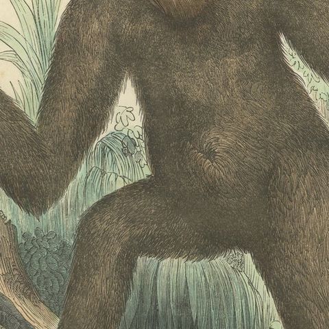 Der gemeine Orang-Utan (Common Orangutan) - Hand-Colored Zoological Print, 1840, close-up 6