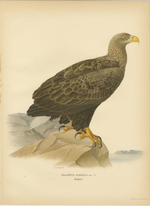 Scandinavian Woodland Hawks Triptych, Svenska Fåglar Lithographs, Sweden 1929, view 2