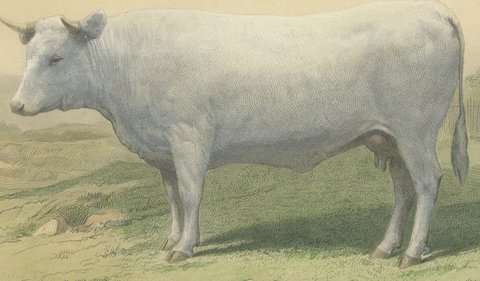 Charolais Cow, Antique French Cattle Print after Jadin, 1873, view 3
