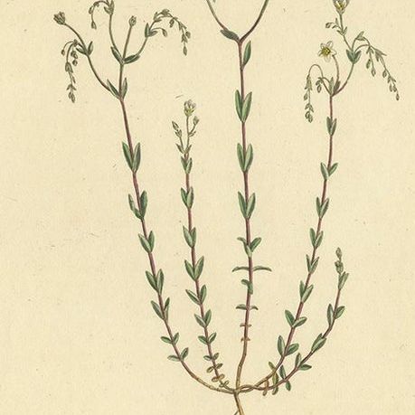 Antique Botany Engraving of Linum Catharticum, circa 1817, close-up 2
