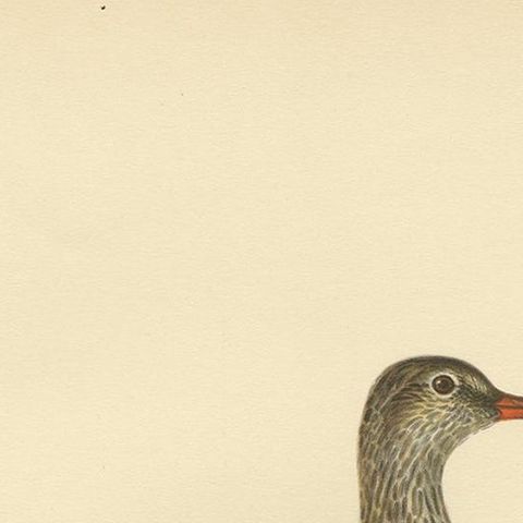 Antique Bird Print of the Common Redshank ;Summer' by Von Wright, 1929, close-up 1