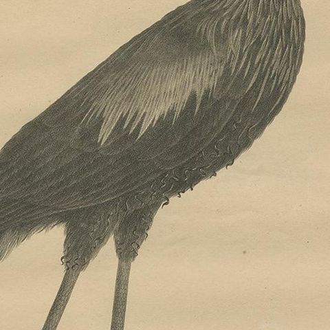 Antique Bird Print of the African Openbill by Goldfuss, circa 1824, close-up 2