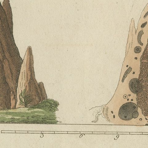 Termites and Termite Mound with Swollen Queen, Antique Bertuch Print, circa 1805, close-up 6