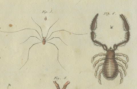Intricate Arachnids and Insects: Hand-Colored Engraving Published in 1805, close-up 3